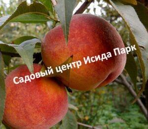 Персик Топ Свит Т5