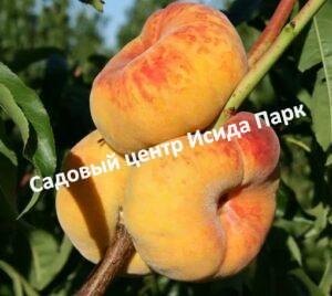 Персик Владимир инжирный