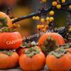 Хурма Ромашка инжирная (Chamomile) 9