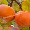 Хурма Ромашка инжирная (Chamomile) 11