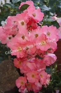 Роза Алфабия
