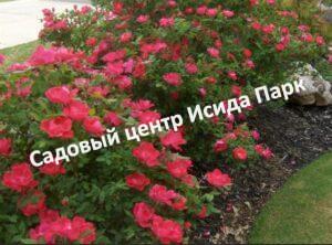Роза Алькантра