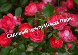 Роза Анадия