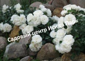 Роза Арктика
