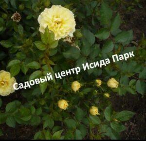 Роза Еллоу Фейри