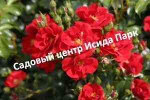 Роза Матадор