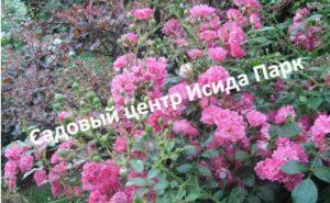 Роза Пинк Фейри