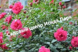 Роза Роди