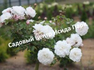 Роза Свани