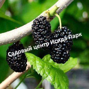 Шелковица Галиция
