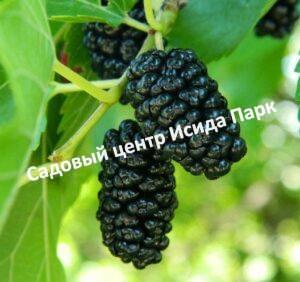 Шелковица Херсонская-2