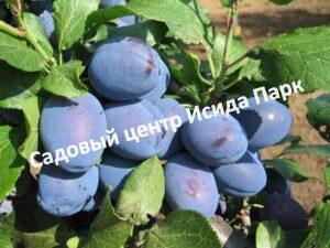 Слива Генеральская