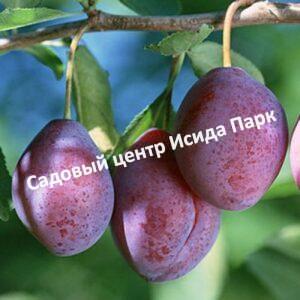 Слива Конфетная