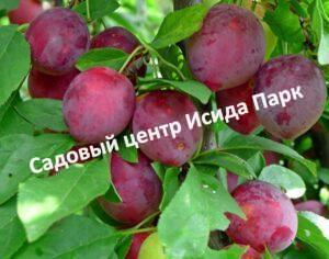 Слива Маньчжурская красавица