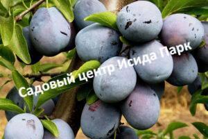 Слива Ненька