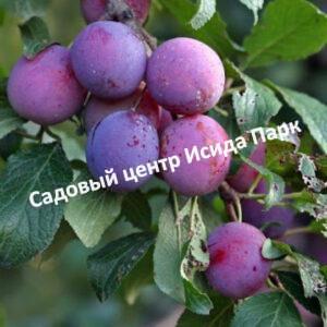Слива Ренклод Тамбовский