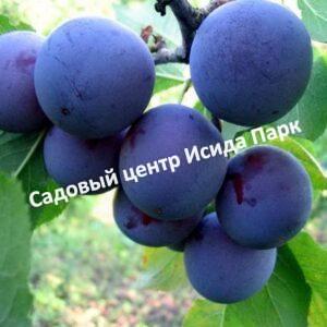 Слива Синильга