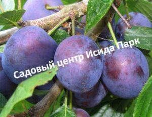 Слива Синяя птица