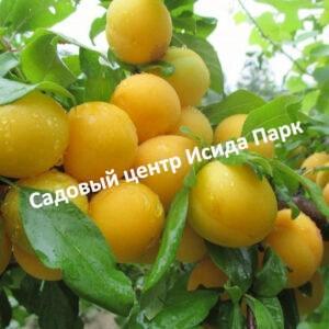 Слива Светлячок