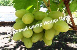 Виноград Богатяновский