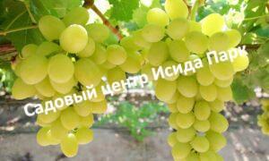 Виноград Дарья