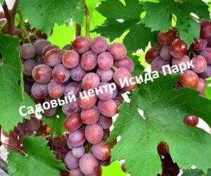 Виноград Дашуня