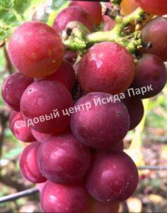 Виноград Гуна