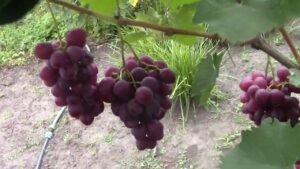Виноград Изумление
