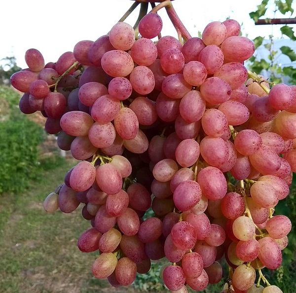 Виноград Велес