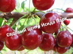 Вишня дюк Факел