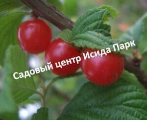 Вишня Любимица войлочная