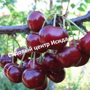 Вишня Орлица