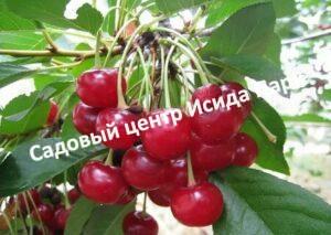 Вишня Полевка