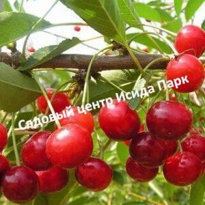 Вишня Преемница кустовая