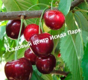 Вишня Превосходная Колесниковой