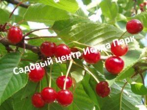 Вишня Склянка розовая