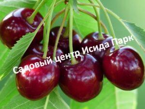 Вишня Уральская черешенка