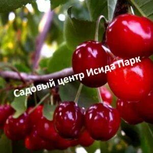 Вишня Желанная кустовая