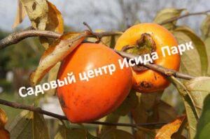 Хурма Сувенир осени (Souvenir of autumn)