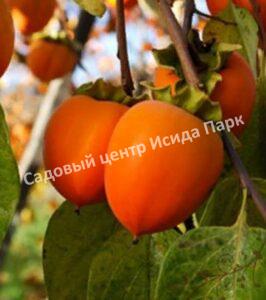 Хурма Золотистая (Golden)