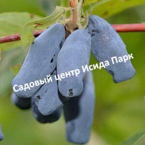 Жимолость Бакчарская Юбилейная