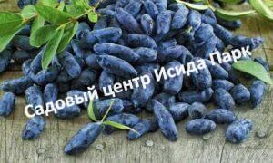 Жимолость Пушкинская