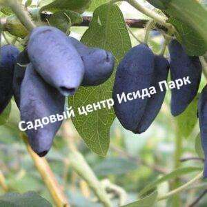 Жимолость Земляничная