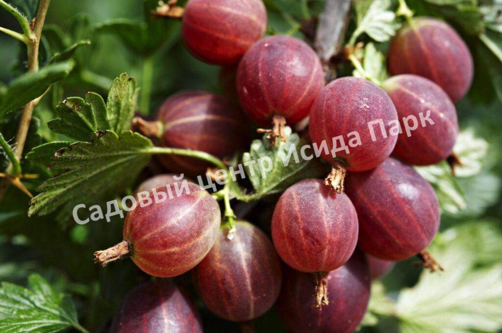 Крыжовник Русский красный