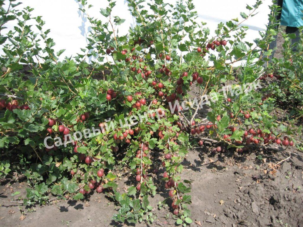 Крыжовник Сеянец Лефора