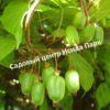 Актинидия коломикта Ароматная (Fragrant) 2