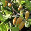 Актинидия полигама Абрикосовая (Apricot) 5