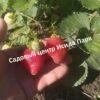 Клубника Гармония 2
