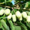 Актинидия Джиральди Иулиания (Actinidia argumentsta var. Giraldii) 2