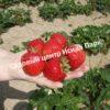 Клубника Геркулес 2